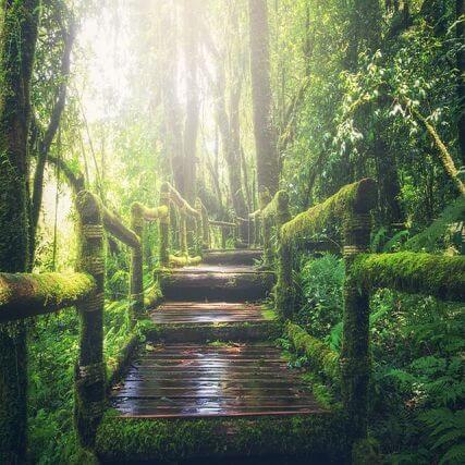 Weg durch einen grünen Wald.