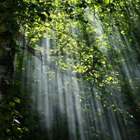 Lichtstrahlen durch den Wald